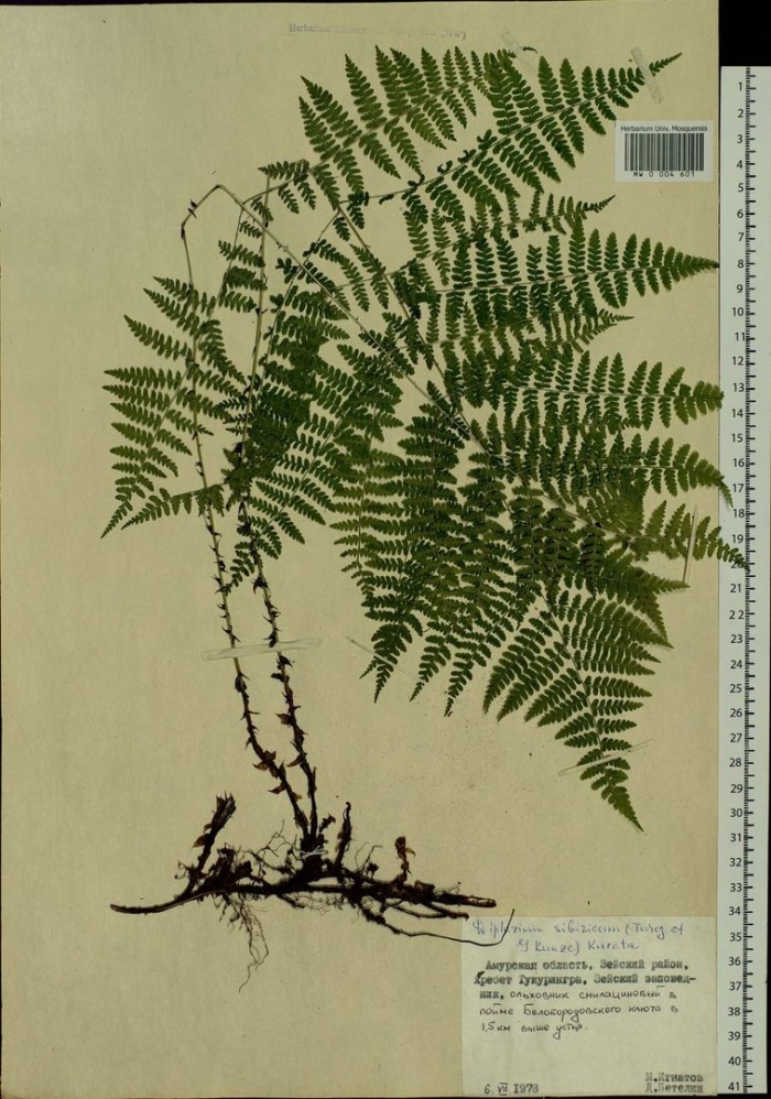 Строение папоротник