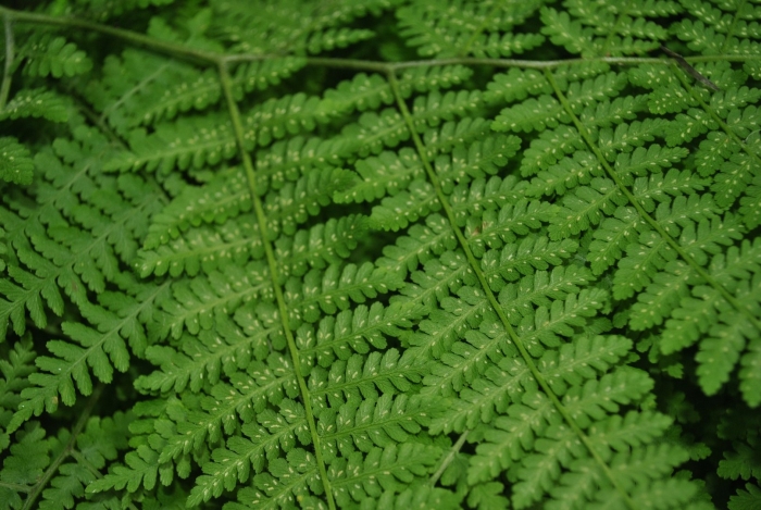 Папоротник орляк