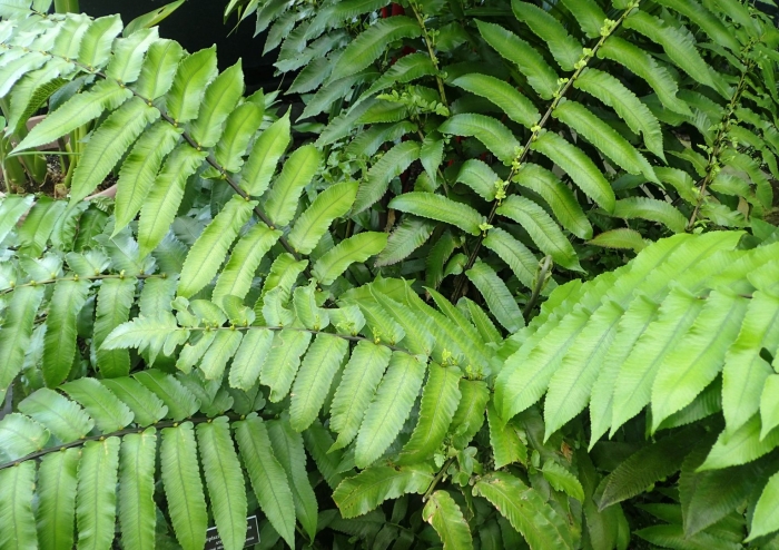 Diplazium proliferum