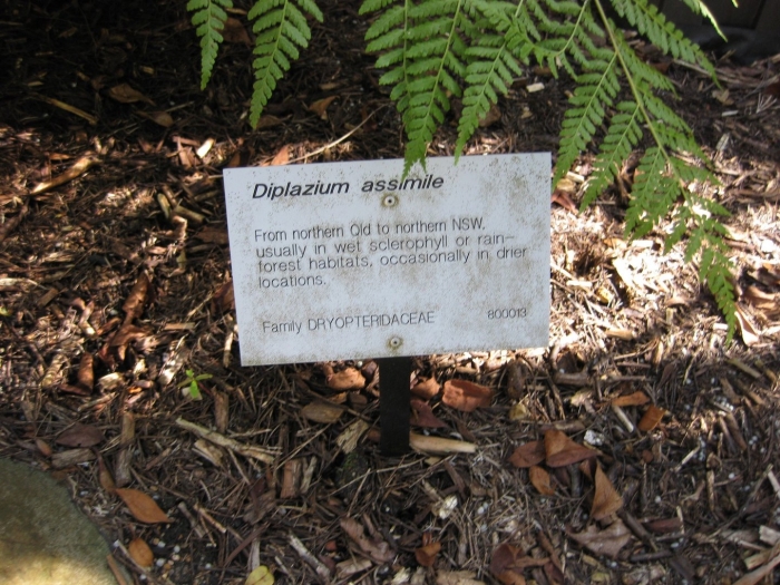 The royal botanic gardens sydney