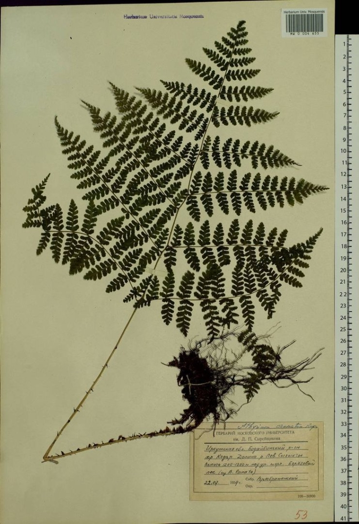 Pseudocystopteris spinulosa