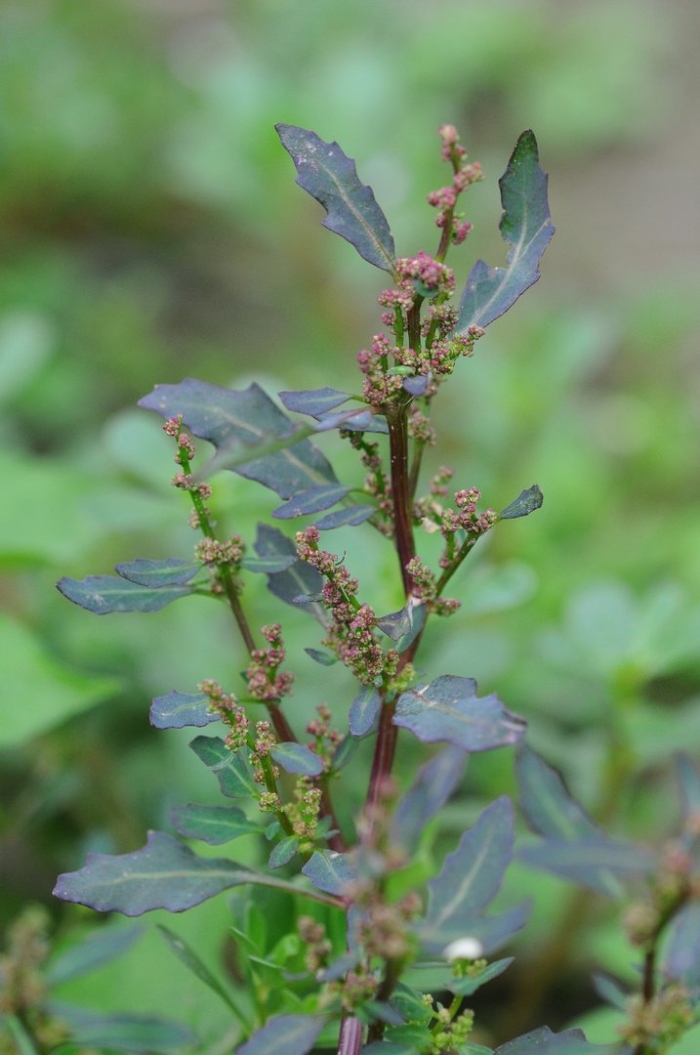 Chenopodium strictum