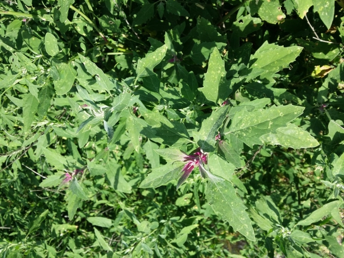 Chenopodium amaranticolor