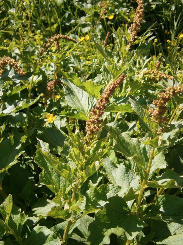 Chenopodium bonus henricus