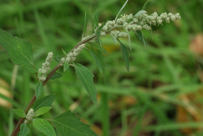 Chenopodium pallidicaule