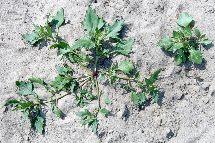 Марь белая сорняк