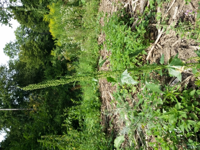 Chenopodium suecicum
