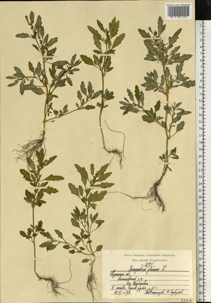 Марь сизая (chenopodium glaucum)