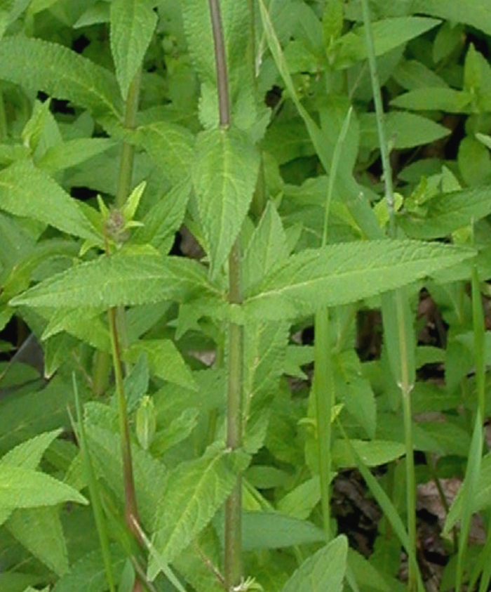 Stachys affinis