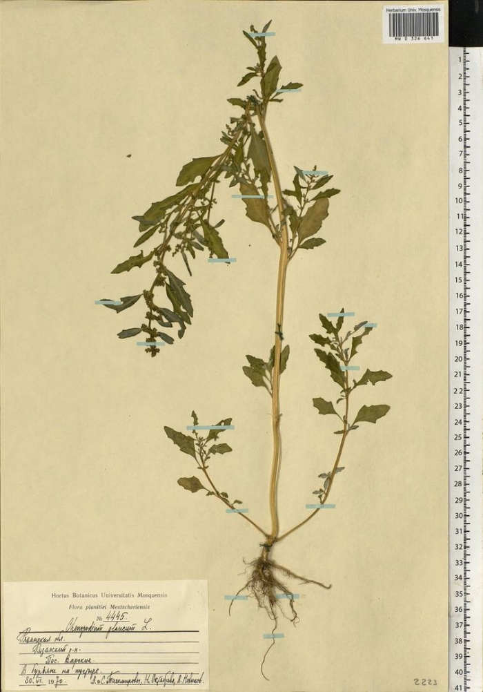 Стальник полевой гербарий