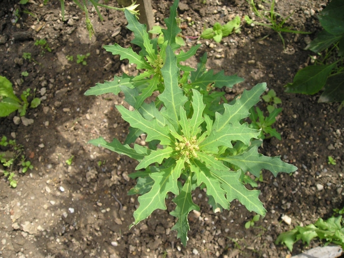 Марь сизая (chenopodium glaucum)