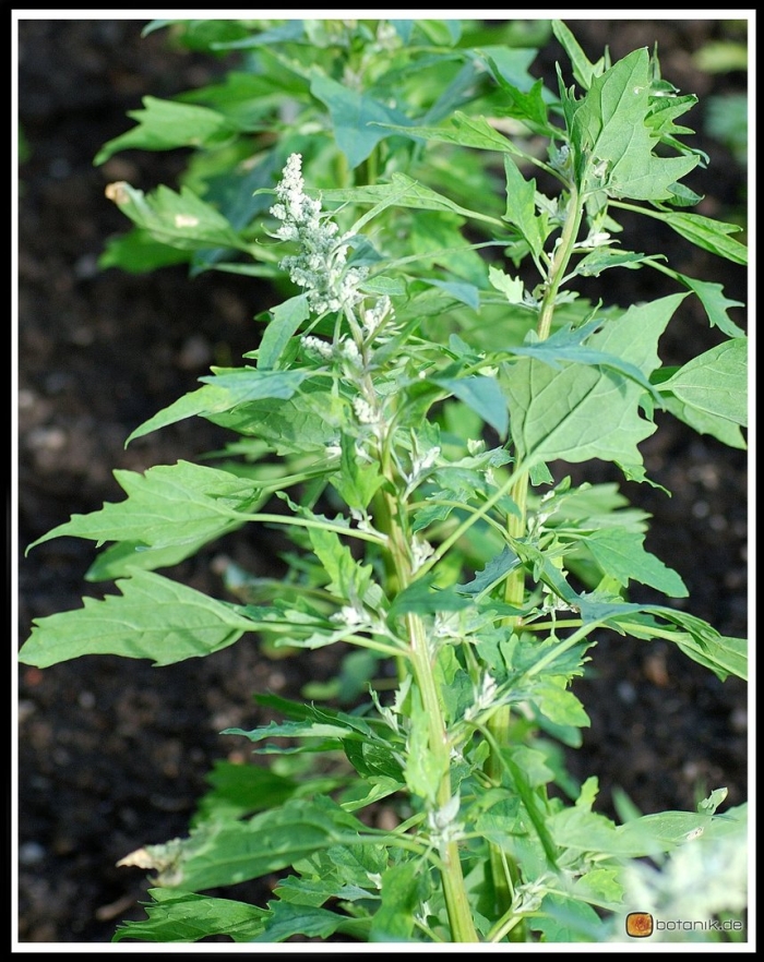 Лебеда марь белая растение