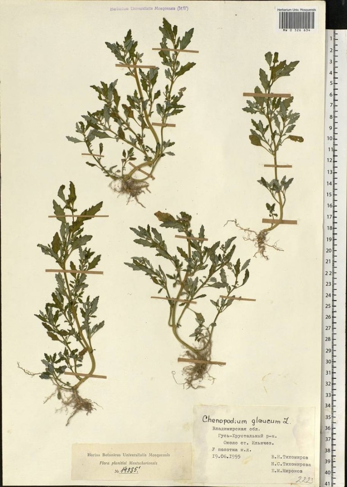 Chenopodium glaucum