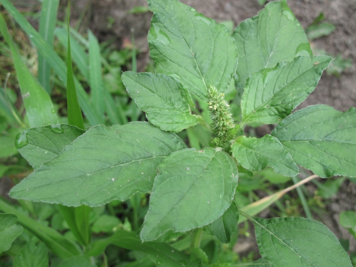 Щирица запрокинутая amaranthus retroflexus