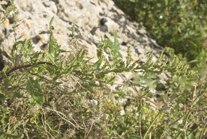 Chenopodium album