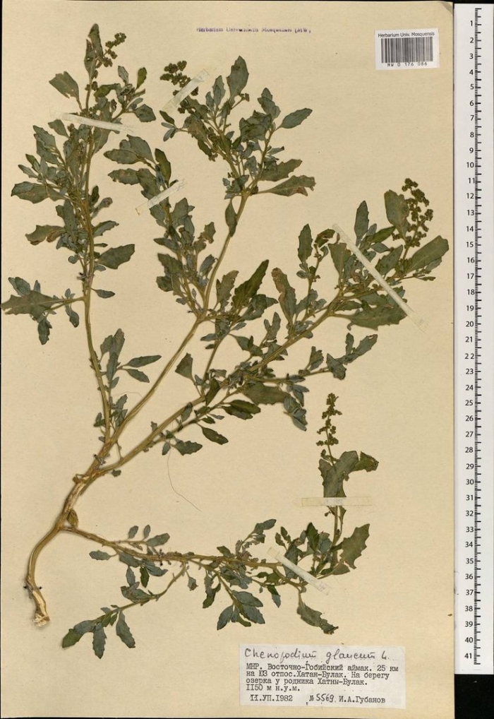 Амарант щирица жминдовидная