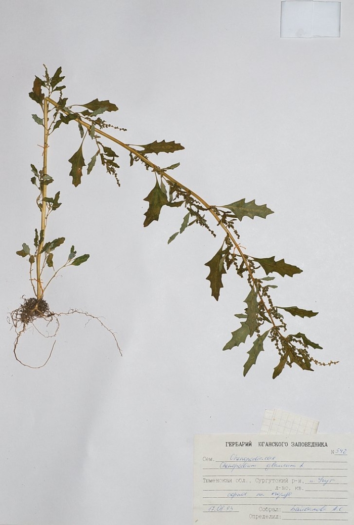 Марь красная – chenopodium rubrum