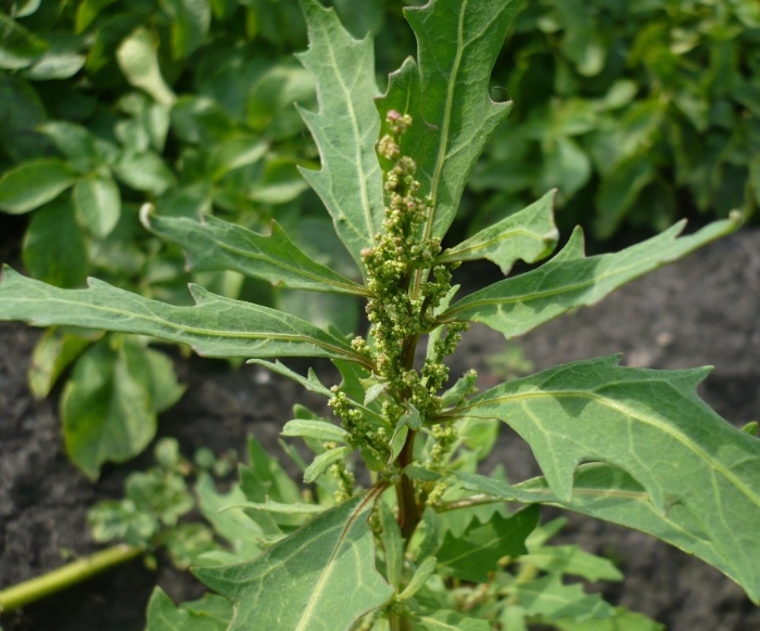 Марь сизая плантариум