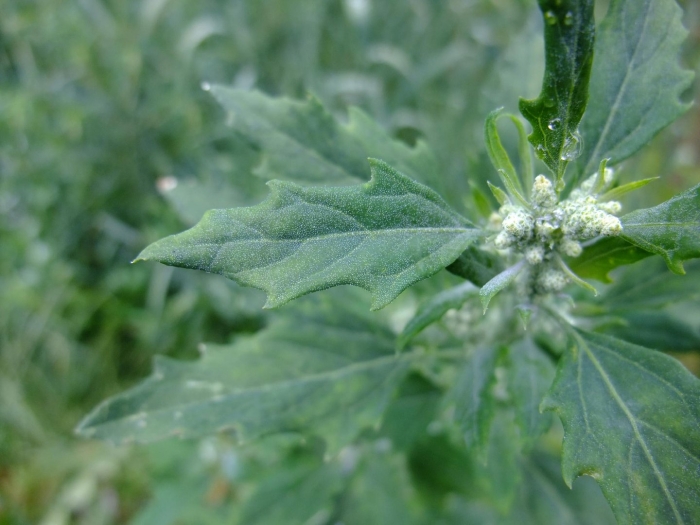 Chenopodium vulvaria