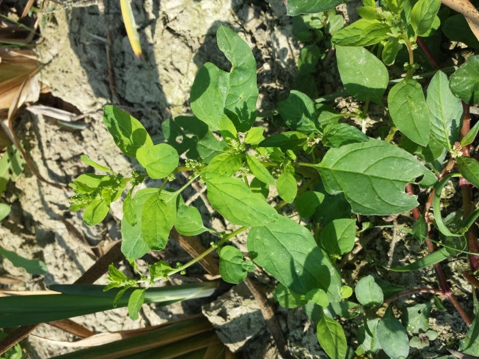 Сорняки на огороде