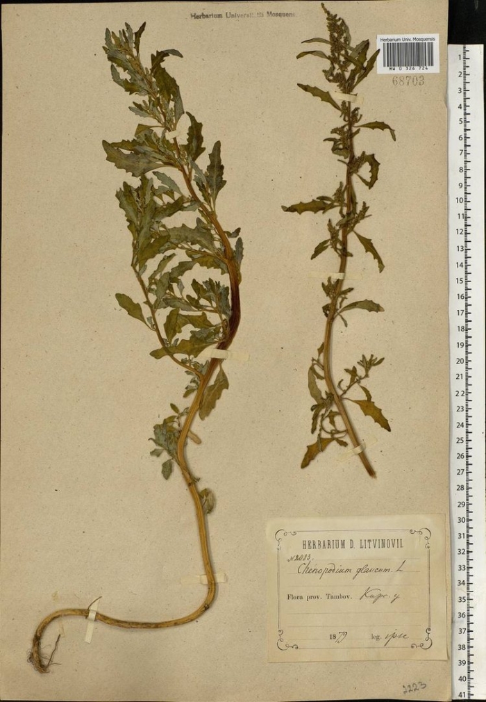 Chenopodium album гербарий