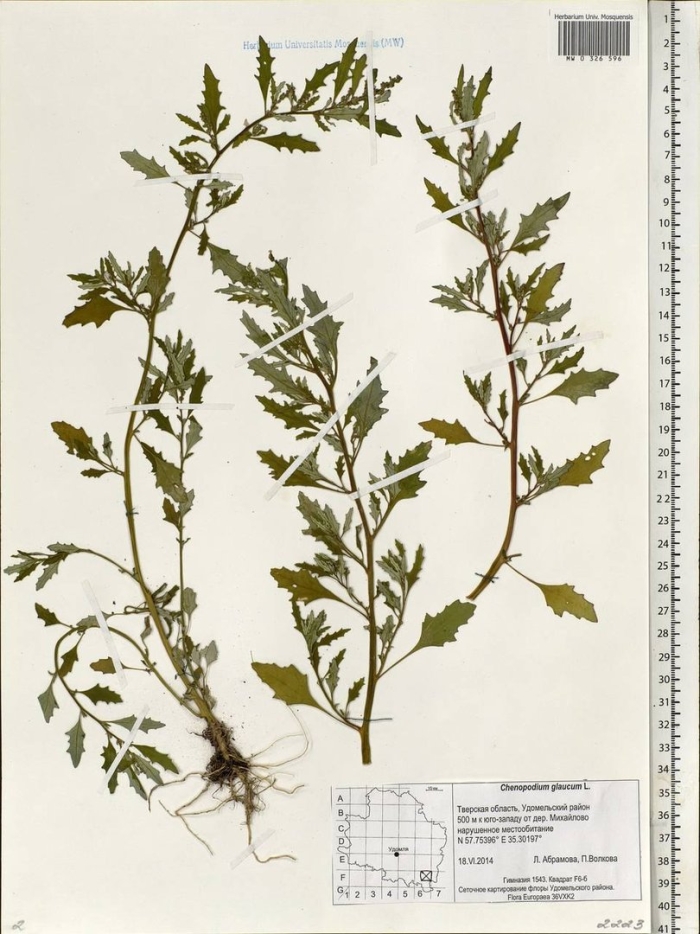 Марь сизая (chenopodium glaucum)