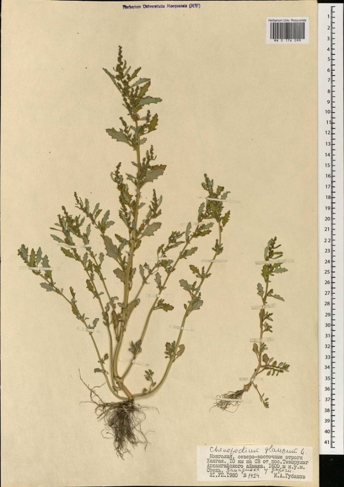 Марь сизая (chenopodium glaucum)