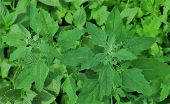 Марь белая лебеда