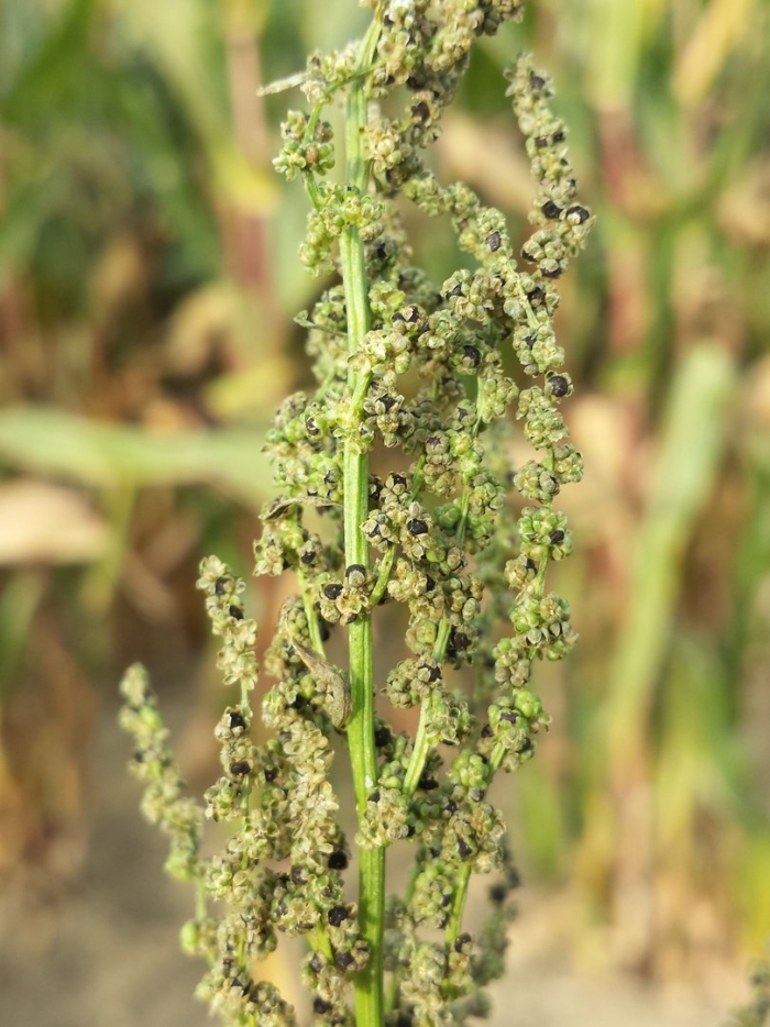 Chenopodium polyspermum
