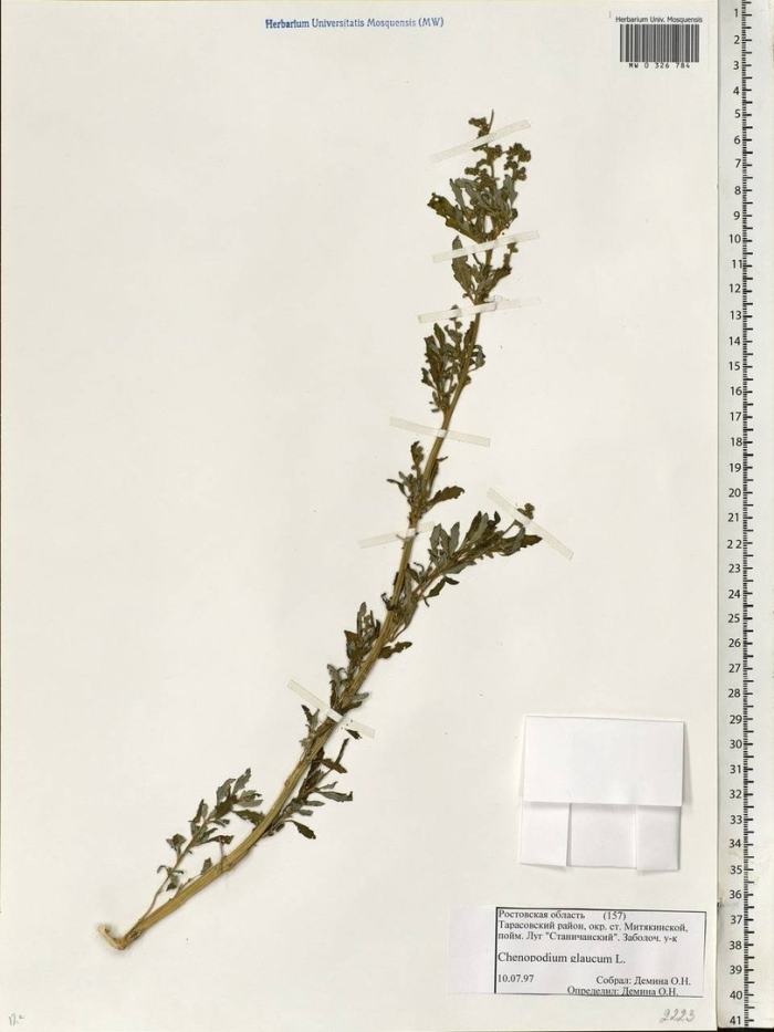 Chenopodium aristatum