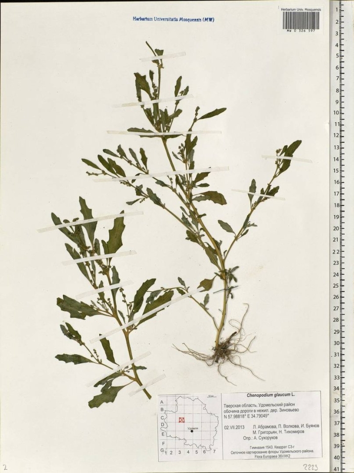 Chenopodium urbicum