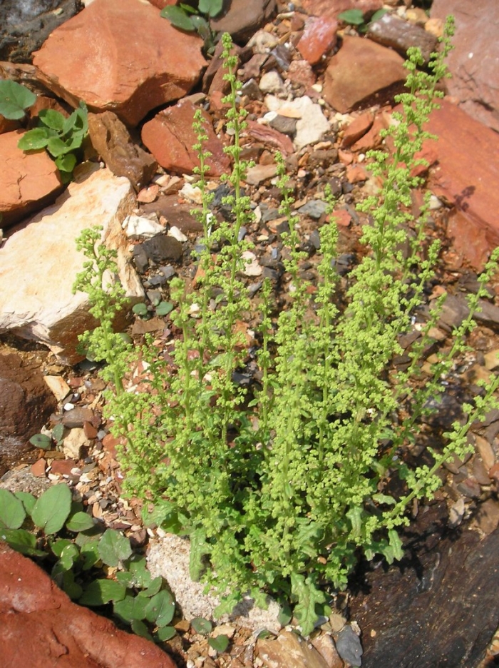 Chenopodium botrys