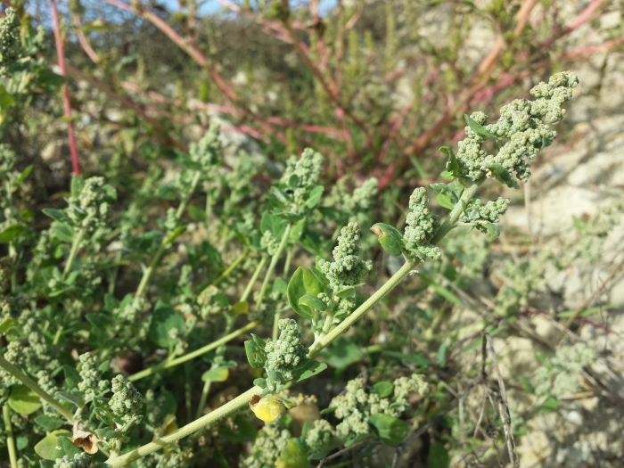 Chenopodium vulvaria