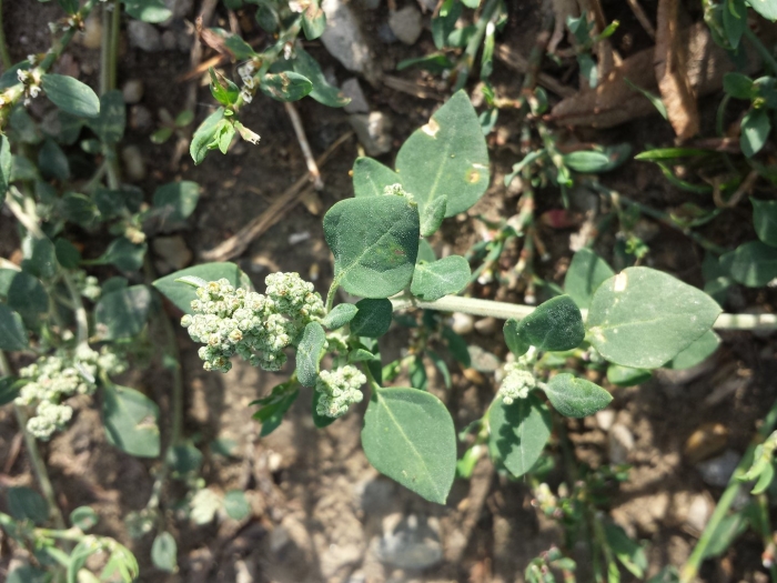 Марь вонючая (chenopodium vulvaria l.).