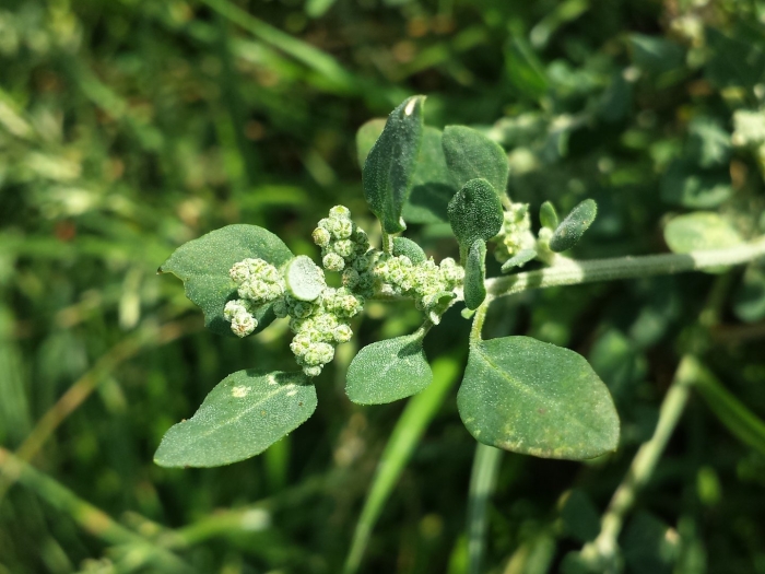Марь вонючая (chenopodium vulvaria l.).