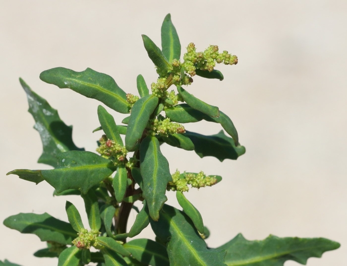 Марь сизая (chenopodium glaucum)