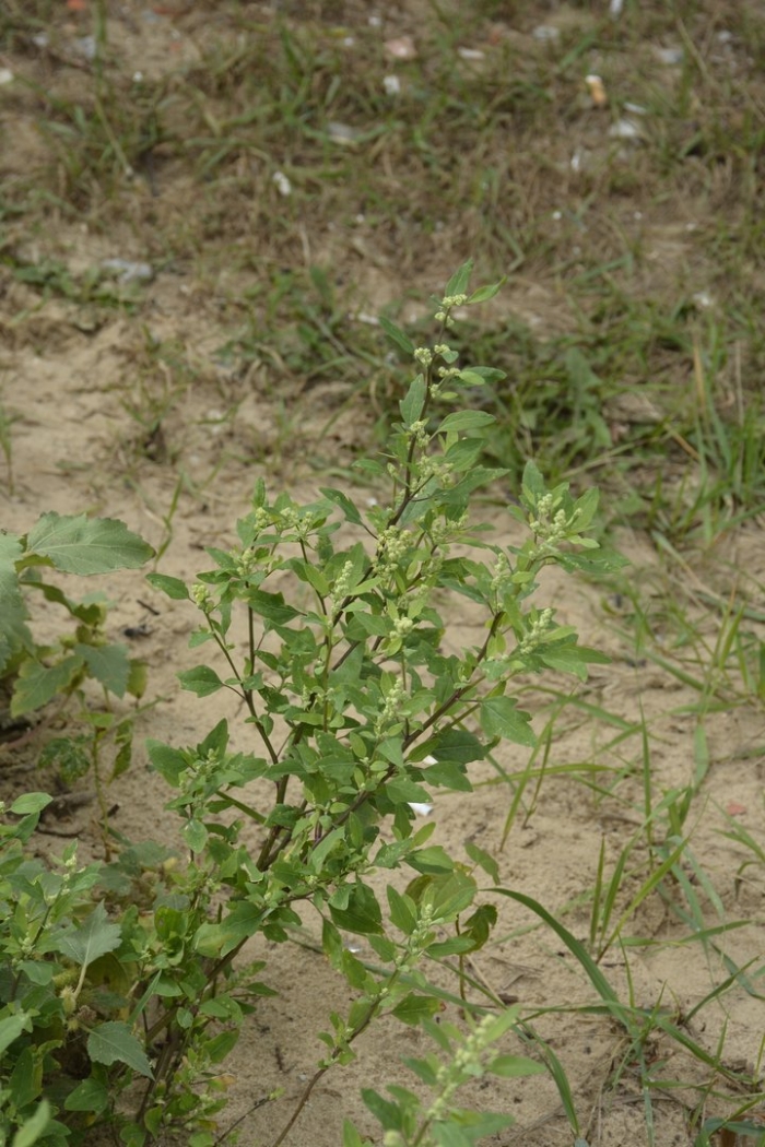 Chenopodium acerifolium