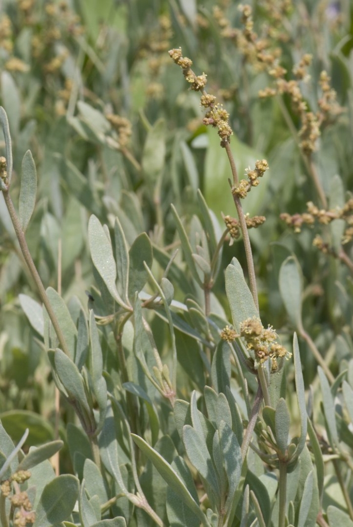 Atriplex halimus