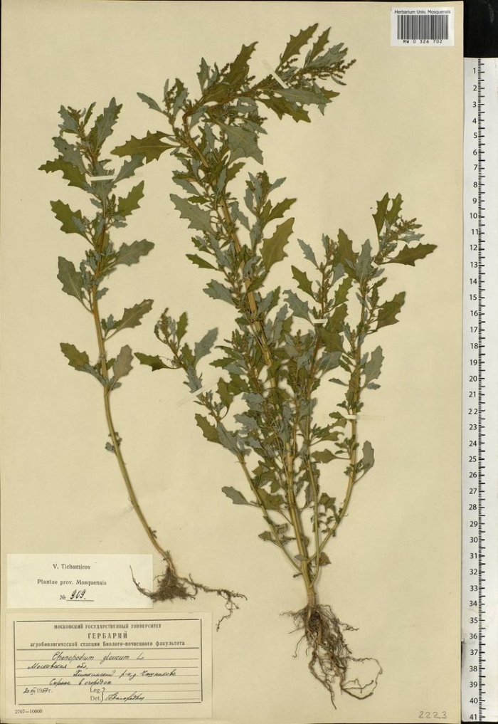 Atriplex tatarica