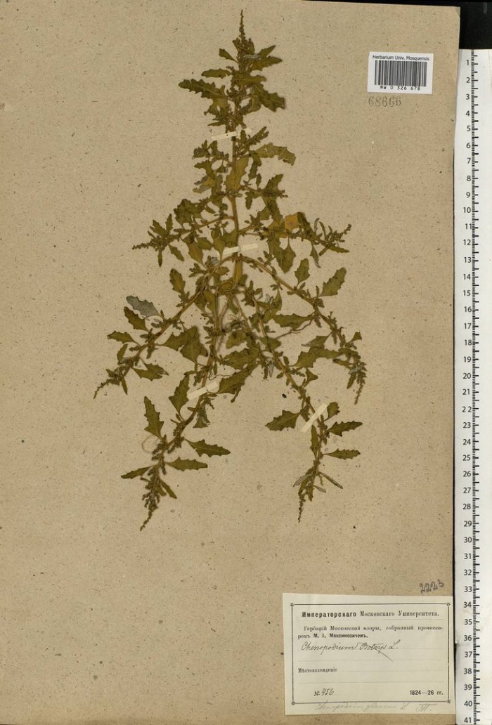 Марь многолистная (chenopodium foliosum aschers.