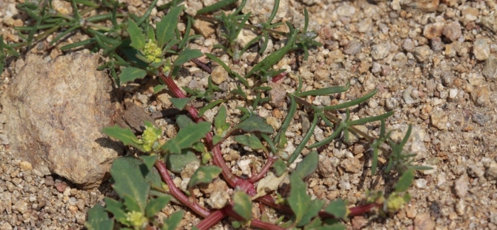 Portulaca oleracea