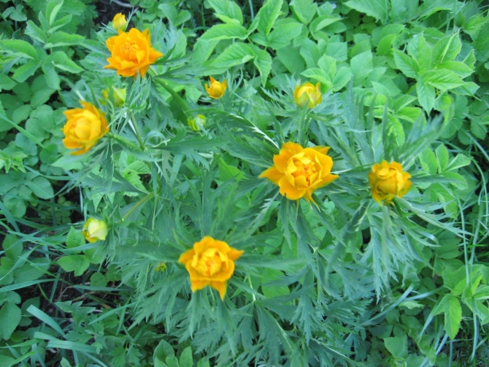 Купальница «звездочёт»