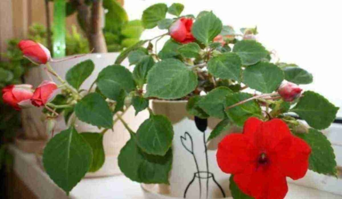 Бальзамин огонёк комнатный