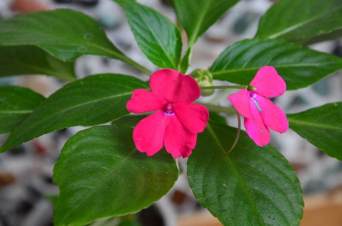 Бальзамин ванька