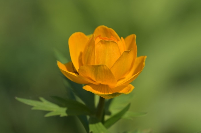 Купальница сибирская