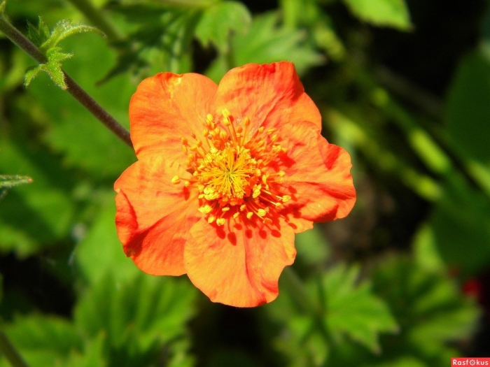 Гравилат шарлаховый кой оранжевый