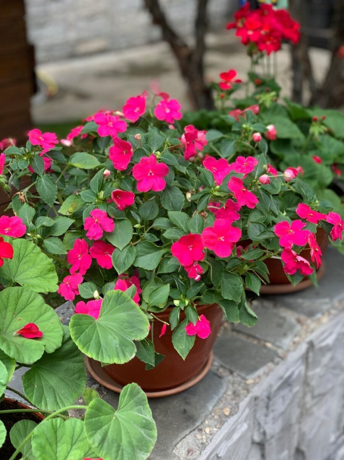 Ванька мокрый цветок