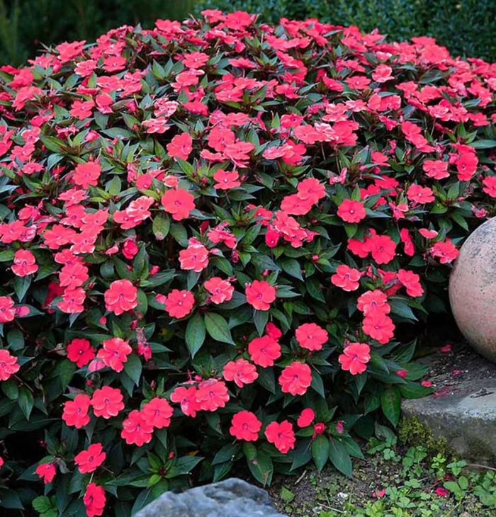 Бальзамин impatiens