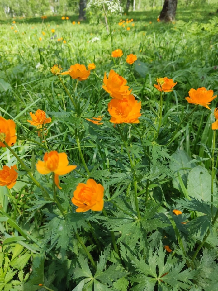 Сибирская купальница жарки