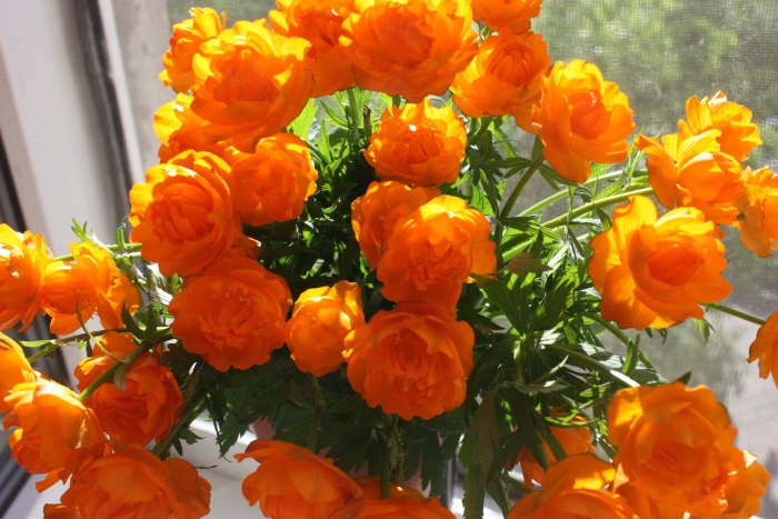 Купальница сибирская роза